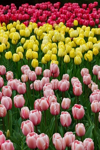 Blossom color colorful