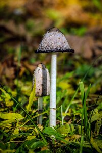 Coprinus comatus nature excursion