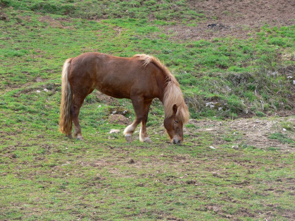 Nature animal