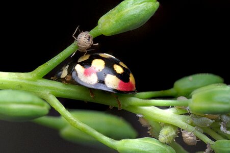 Insect beetle macro