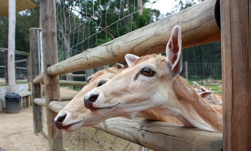 Nature zoo wildlife photo