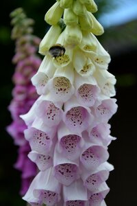 Medicinal plant toxic poisonous plant photo