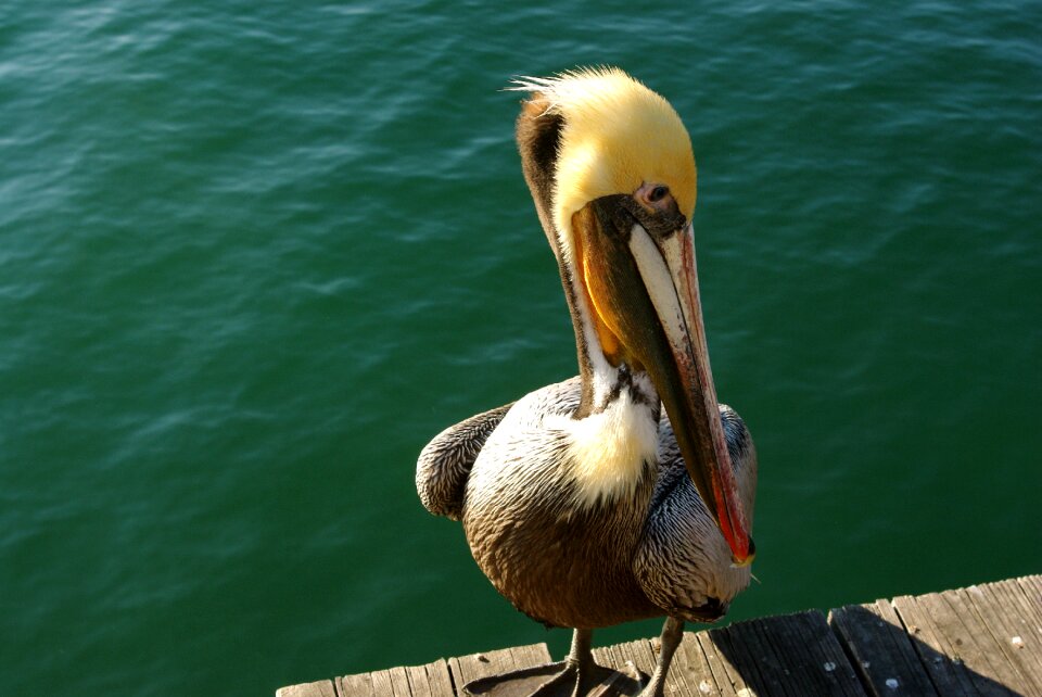Beak animal