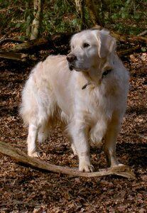 Purebred pedigree canine photo