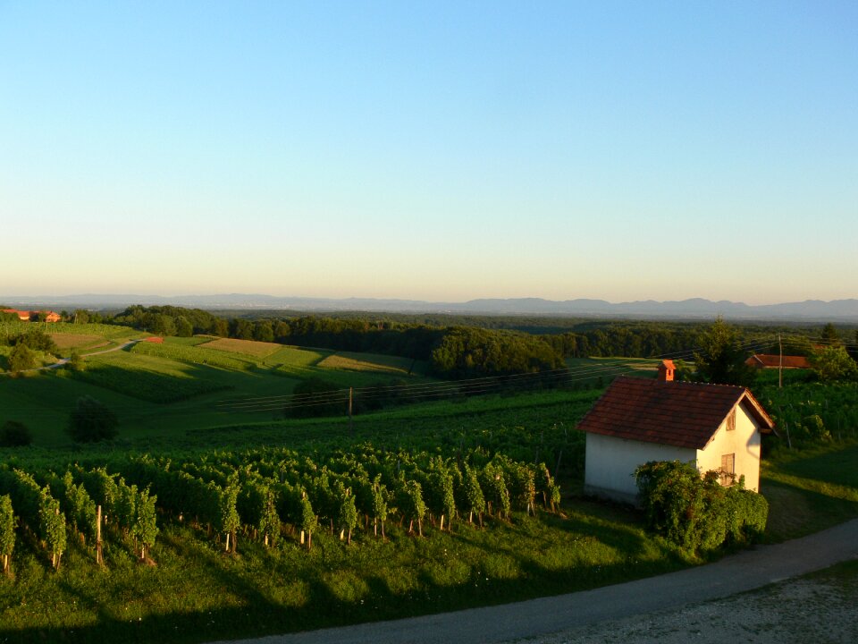 Vineyard slovenia
