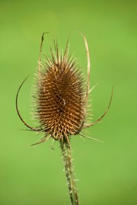 Plant dipsacus sativus dipsacus