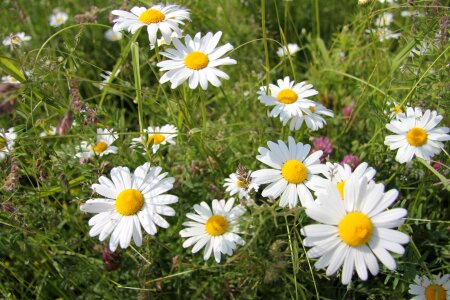 Glade greens flowers