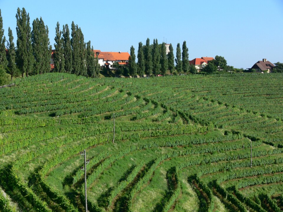 Nature green