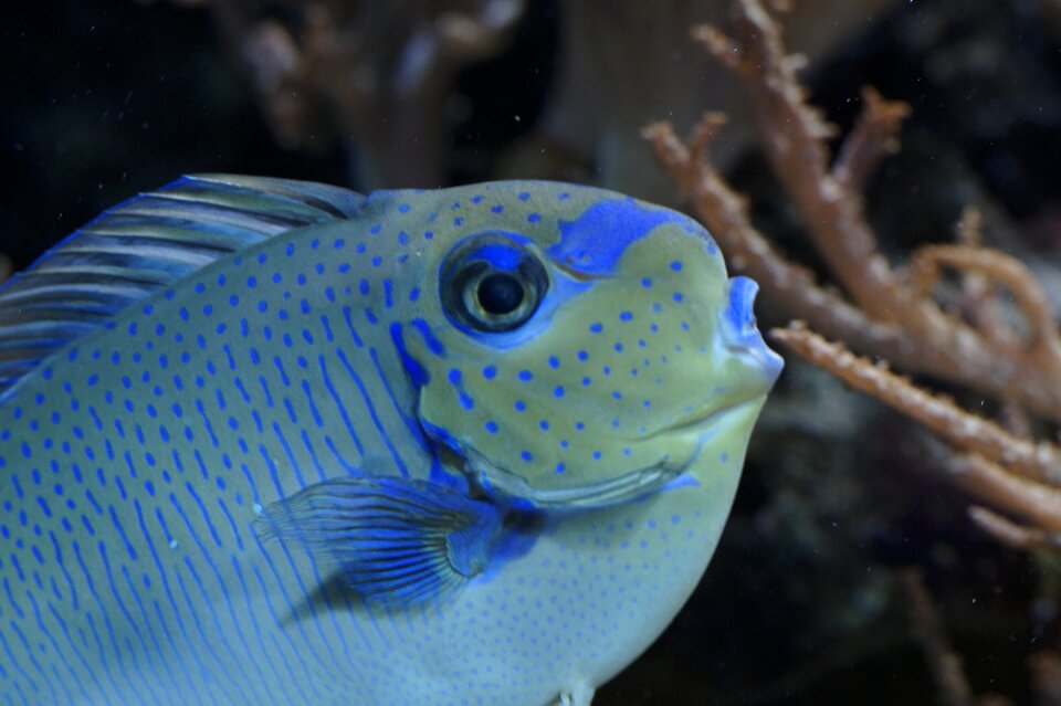 Aquarium underwater meeresbewohner