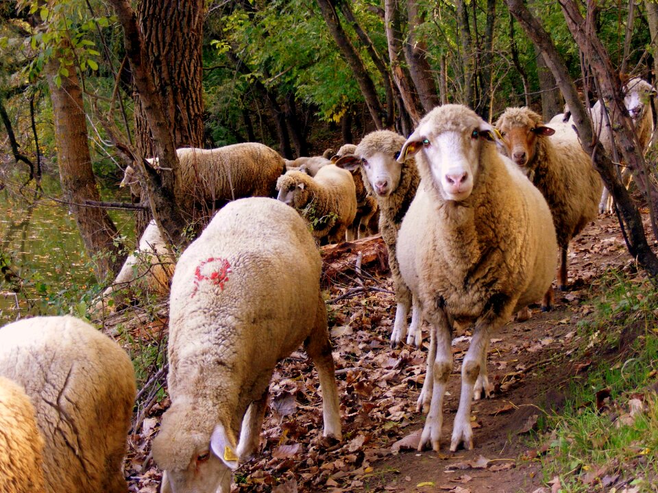 Sheep the flock forest