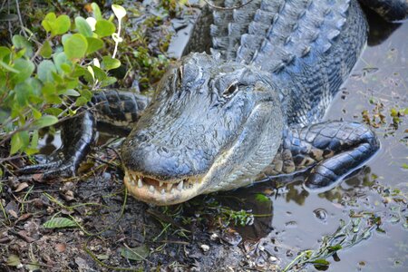 Dangerous hir everglades