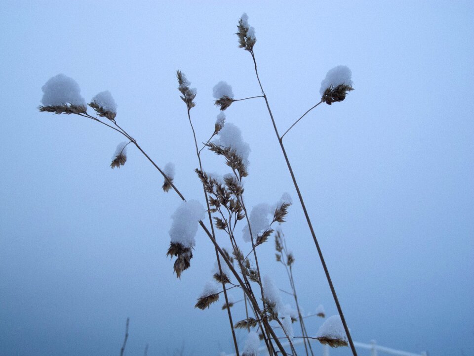 Grass cold frost
