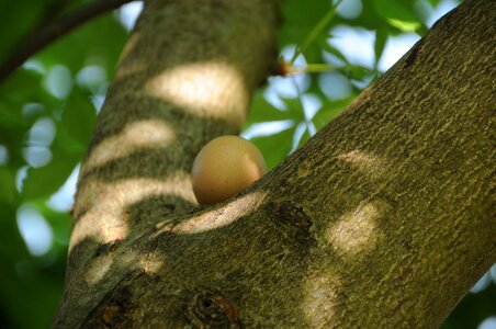 Hen's egg chestnut brown photo