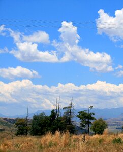 Veld grass trees photo