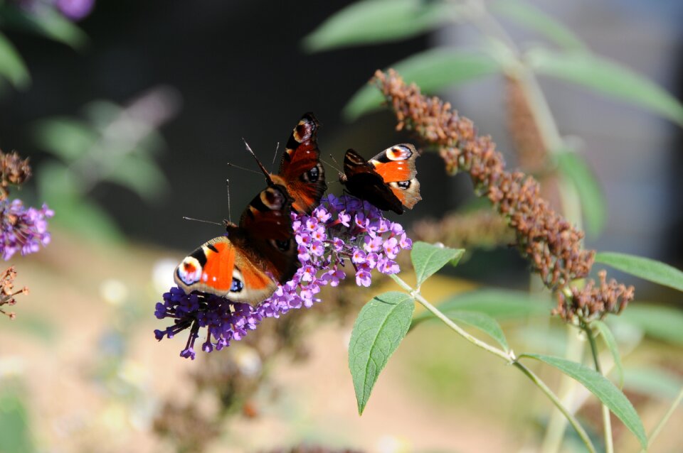 Summer lilac insect nature