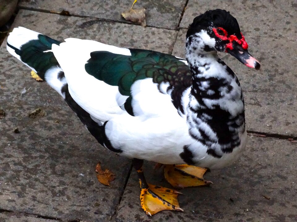 Nature water bird color