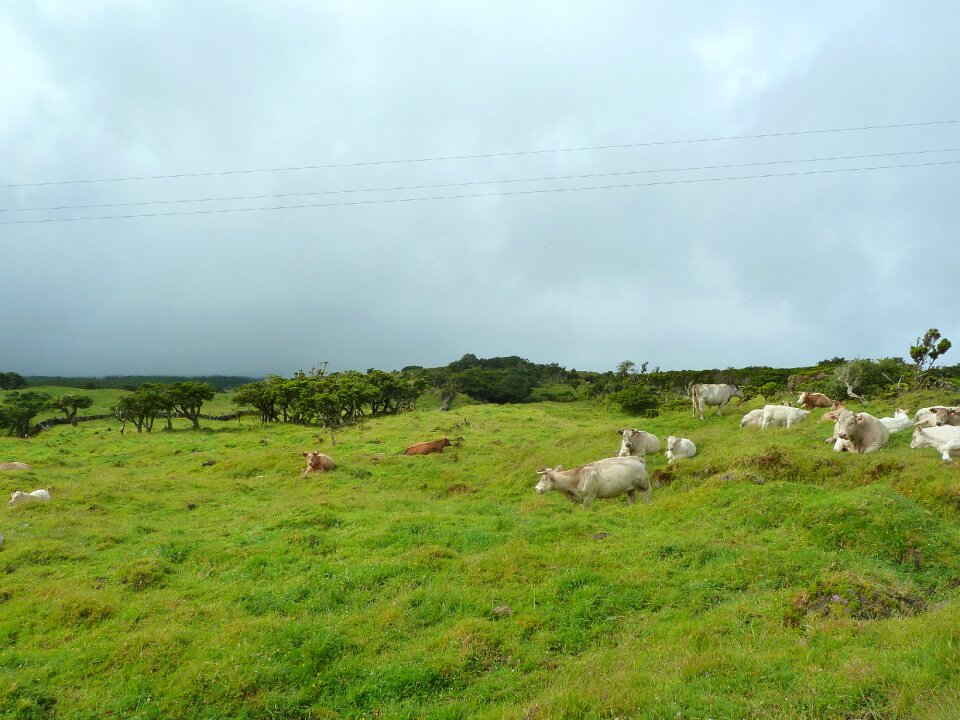 Field rural grass