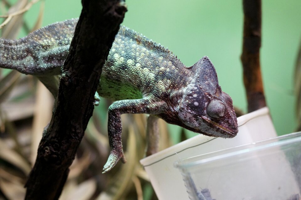 Giant chameleon feed offer