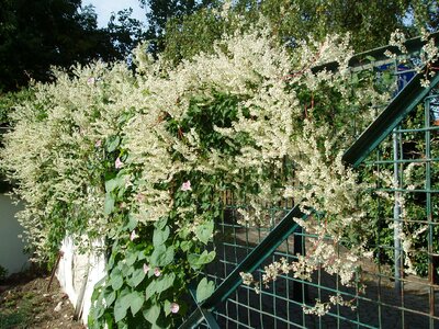 Bridal veil knotweed hedge photo