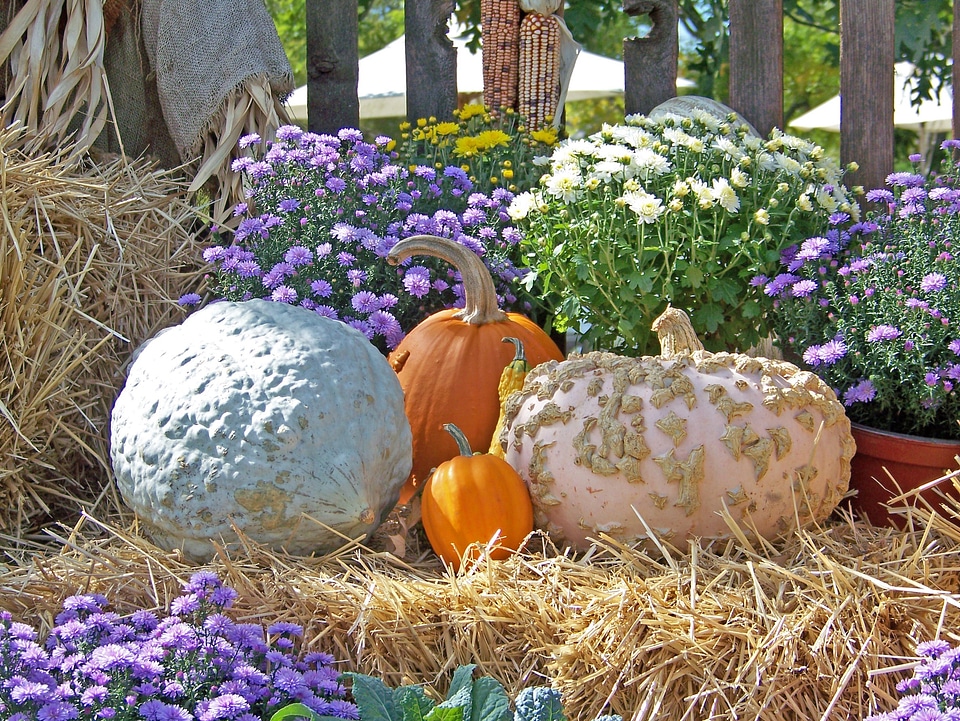 Flowers halloween still