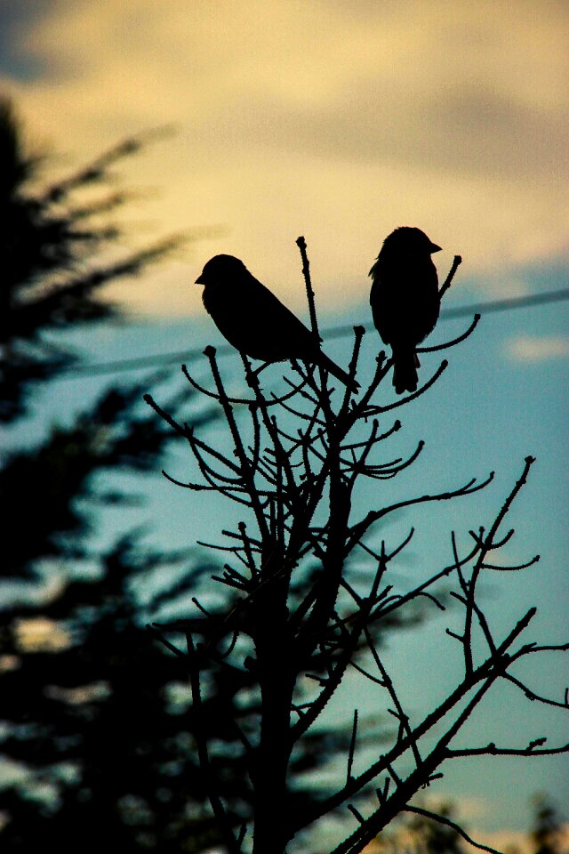 Silhouette contrast afternoon photo