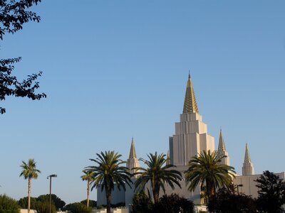 Oakland palm trees photo