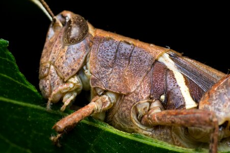 Eating leaf chitin photo