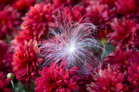 Seed fall flowers