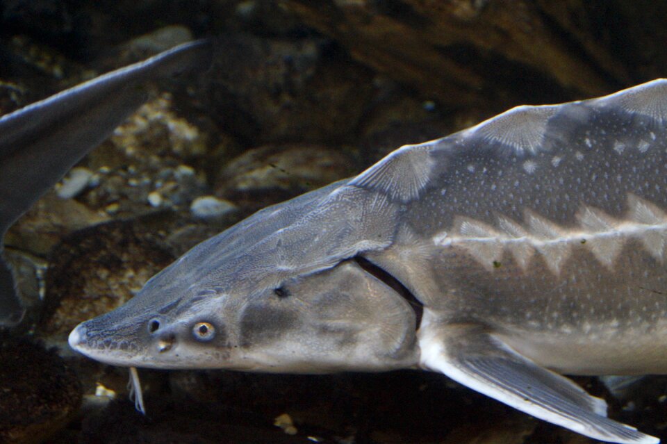 Fish head freshwater river