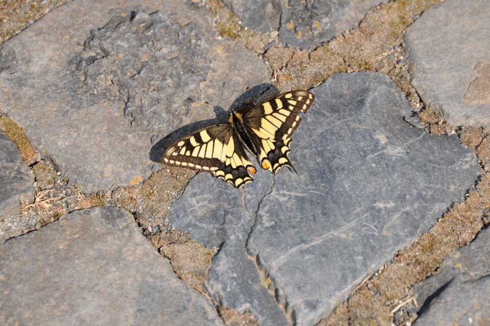 Paving stones grey animal