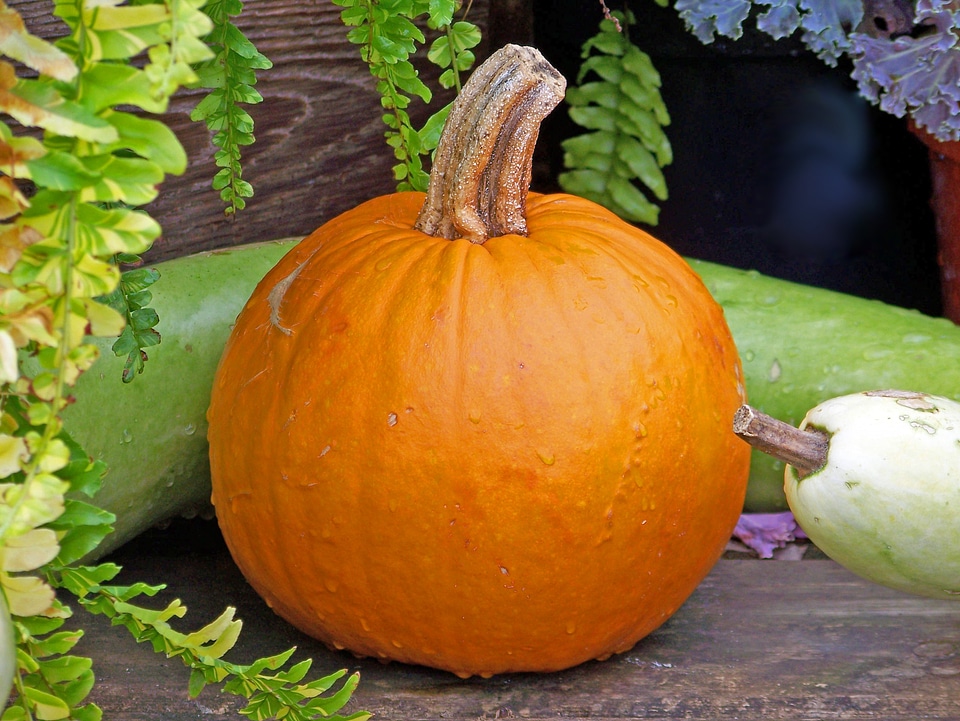 Halloween thanksgiving orange