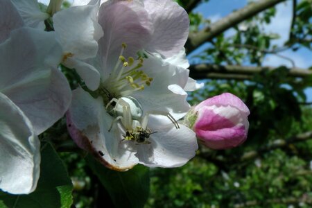 Apple blossom apple tree prey
