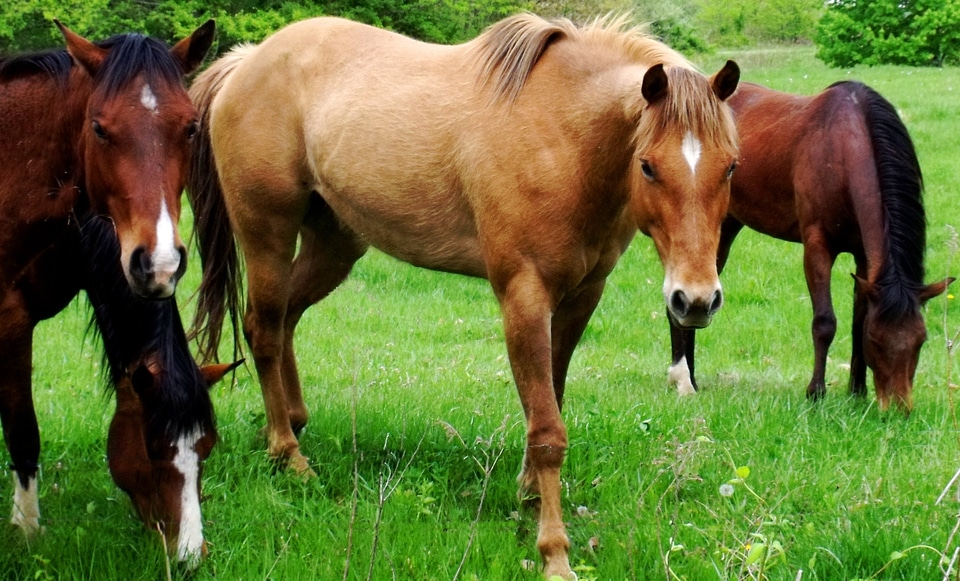 Horse stallion outdoor