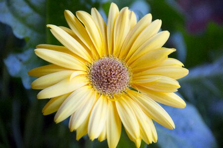 Gerber daisy flower