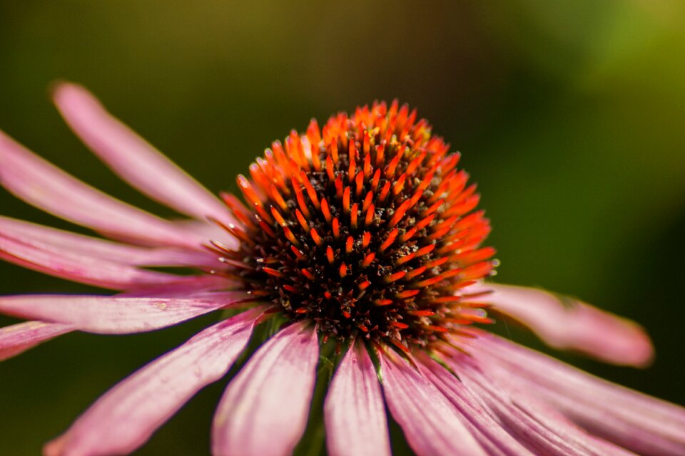 Petal blossom bloom
