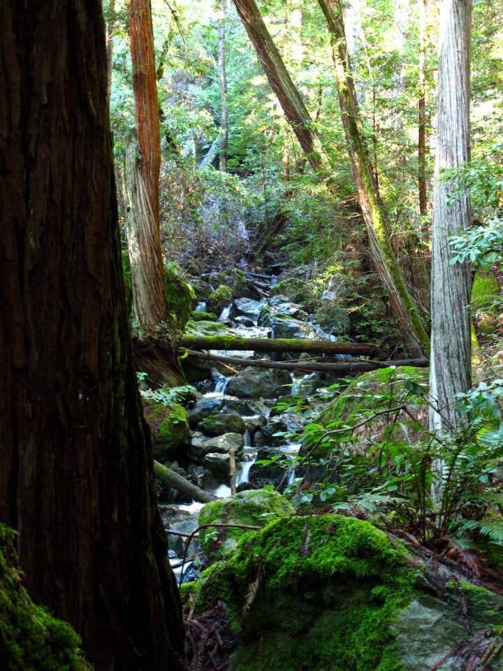 Creek green forest