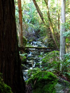 Creek green forest photo