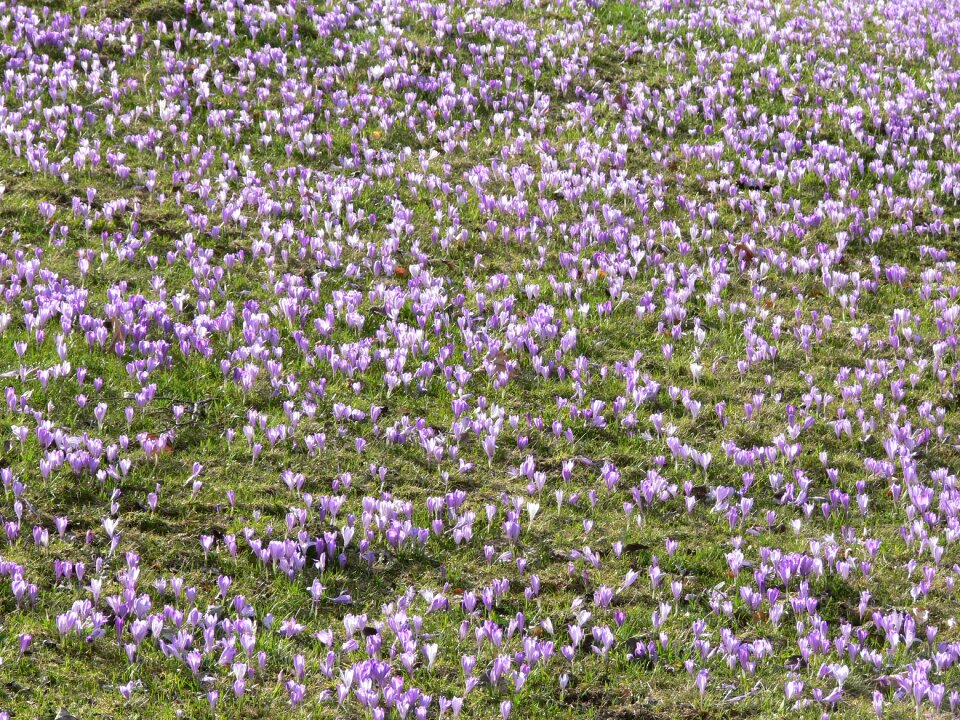 Spring floral