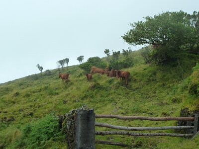 Livestock farming grazing