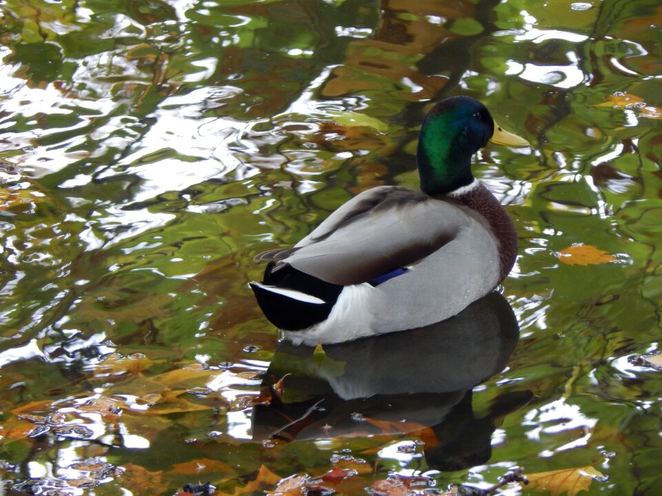 Ducks pond water