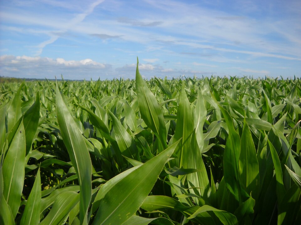 Corn fields agriculture