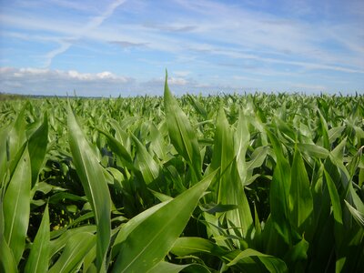 Corn fields agriculture photo
