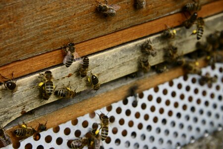 Bees beekeeping air hole photo