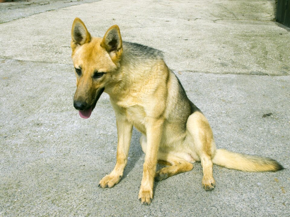 Animal puppy bitch