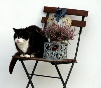 Animal domestic cat european shorthair