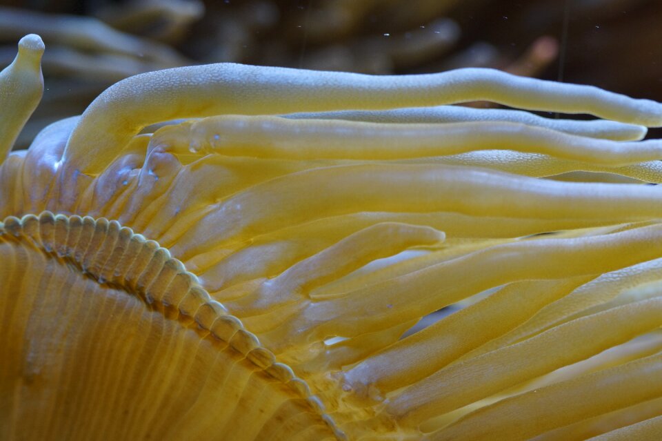 Sea aquarium meeresbewohner