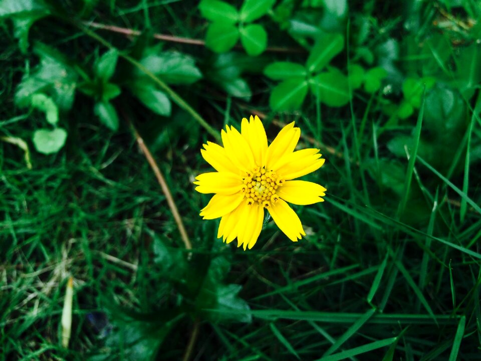 Macro green blossom