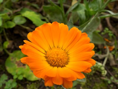 Blooming single blossom vibrant