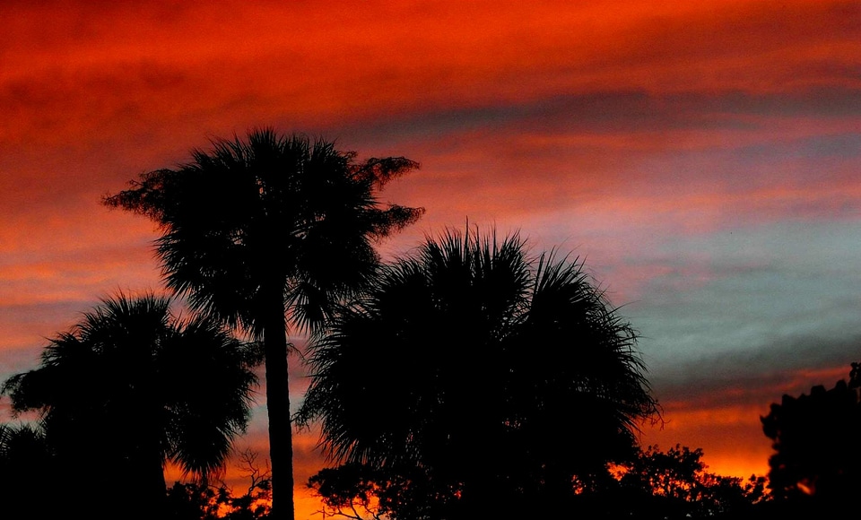 Red sky trees