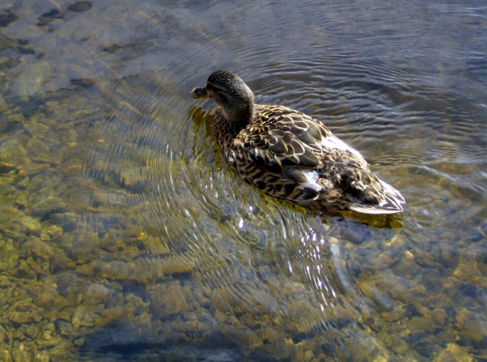 Natural duck bird animal
